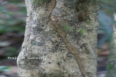 Meteoromyrtus wynaadensis